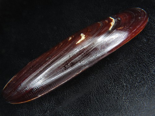 Lithophaga teres the - the, only